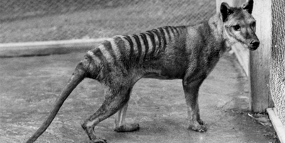 080519 tasmanian tiger 02 thumb2