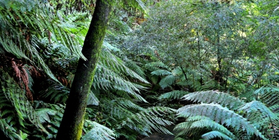 Rainforest walk thumb2